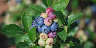 Check spelling or type a new query. Blueberry Cultivation In The Home Garden Piedmont Master Gardeners