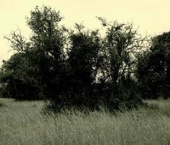 Image result for Eragrostis mildbraedii