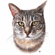 Cat Portrait Gallery Cat Portraits Pet Portraits Silver Tabby Cat