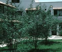 Image result for Sesbania goetzei