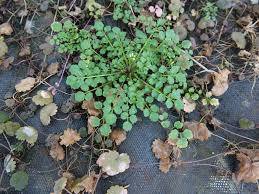 Image result for Cardamine obliqua