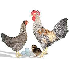 Cream Legbar Tractor Supply Co High Producer Of Large Blue Eggs Does Well Free Range Excell Chicken Breeds Beautiful Chickens Cream Legbar Chickens