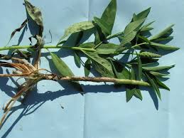 Image result for Sphenoclea