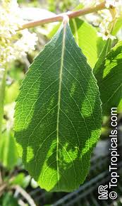 Image result for Catha edulis