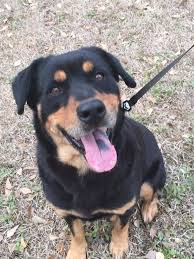 Maybe you would like to learn more about one of these? German Rottweiler Puppies Florida