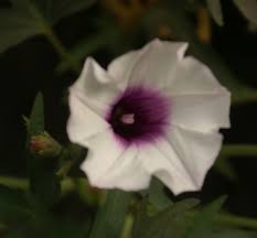 Image result for Ipomoea tenuipes