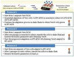 In addition, the process is fully scalable. The Role Of Vero Cells In The Research Of Viral Vaccines Accegen