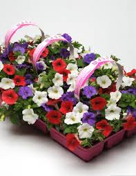 This trailing petunia abounds with blossoms of blue shading to blush lavender blue; 25 Pelleted Petunia Seeds Shock Wave Red Trailing Petunia Seeds Wave Petunia Hlpsocialsquare Com