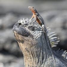 A Small Lava Lizard Sits On The Head Of A Marine Iguana In The Galapagos Do Both Reptiles Benefit Is T Galapagos Islands Animals Galapagos Islands Galapagos
