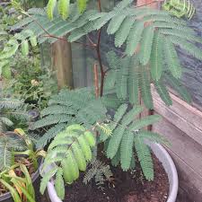 Image result for Acacia montigena
