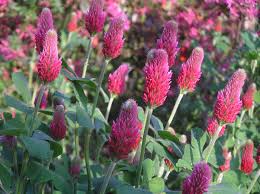 Image result for Trifolium tembense