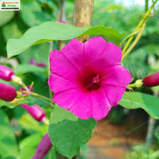 Image result for Argyreia