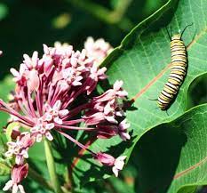 Perennial flowers native to michigan. Going Native Can Be A Smart Choice For Michigan Landscapes Msu Extension