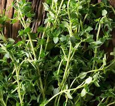 Maybe you would like to learn more about one of these? English Thyme Calloway S Nursery