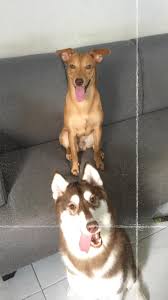 We did not find results for: If You Don T Like Dog Hair Stay Off The Couch Aww