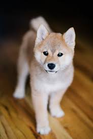 Modern Professional Resume Template For Ms Word Minimal Cv Design Example Of A Cv Template Instant Download Marry Eas Shiba Inu Puppy Shiba Inu Puppies