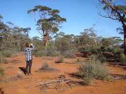 The Great Western Woodlands is the world's largest remaining temperate  woodland