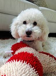 Woman sues PetSmart, groomers in connection with toy poodle's death at East  Liberty store