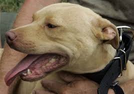Ohio Supreme Court Upholds Toledo S Vicious Dog Ordinance The Blade Try dragging an image to the search box. toledo blade