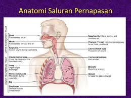 Jumlah oksigen yang diambil melalui udara pernapasan tergantung pada kebutuhan dan hal tersebut biasanya dipengaruhi oleh jenis pekerjaan, ukuran tubuh, serta jumlah maupun jenis bahan makanan yang. Anatomi Dan Fisiologi Sistem Respirasi Ppt Download