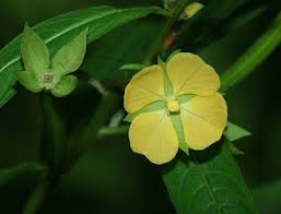 Image result for Ludwigia octovalvis