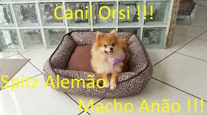 Serviço líder na área de recrutamento online com mais. Spitz Alemao Anao Macho Com 7 Meses Cachorros Brasil