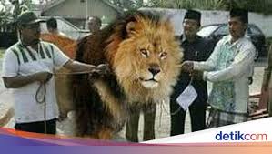 Pingin kumpulan gambar lucu sunda yang bikin mood kamu bangkit lagi? Kocak 10 Foto Editan Menyembelih Hewan Kurban Ini Karya Netizen