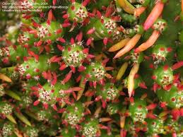 Christmas tree cactus, eve's pin,eve's needle. Plantfiles Pictures Austrocylindropuntia Species Eve S Needle Christmas Tree Cactus Austrocylindropuntia Subulata F Monstrosa By Rosinabloom