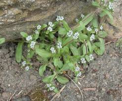 Image result for Valerianaceae