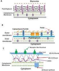 Deux des personnes arr?t 30 ans, ont ?t? Advances In Antimicrobial Photodynamic Inactivation At The Nanoscale