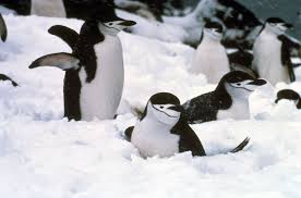 types of penguins species facts and adaptations