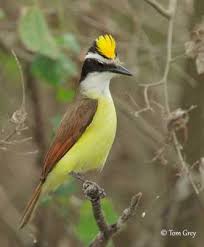 Image result for Nesaea passerinoides