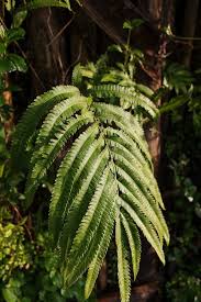 Image result for Ptisana