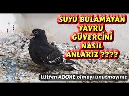 Susuz Kalan Yavru Guvercini Nasil Anlariz Youtube