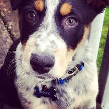 Black And White Spotted Blue Heeler Cute Puppy Blue Heeler Red Heeler Border Collie Mix Cattle Dogs Rule Dog Rules Cattle Dog