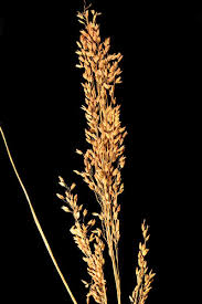 Image result for Tricholaena monachne