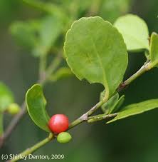 Image result for Crossopetalum