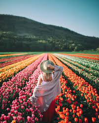 Spring Time Tulips In British Columbia Landscape Photography Photography Poses Photo