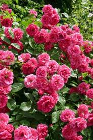 Kết quả hình ảnh cho hình ảnh hoa hồng