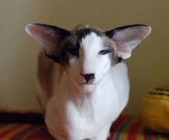 otity u sobak i koshek intervyu s dermatologom