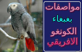 بغبغاء الكاسكو ومعلومات هامة قبل تربية هذا الطائر