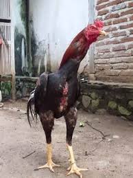 Cara melatih pukulan ayam bangkok mematikan adalah dengan cara latihan fisik menggunakan barbel. Cara Merawat Ayam Bangkok Petarung Ayam Bangkok Sangatta Facebook