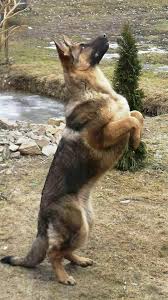 Pin By Maria On German Shepherd Dog German Shepherd Dogs German Sheperd Dogs German Shepherd