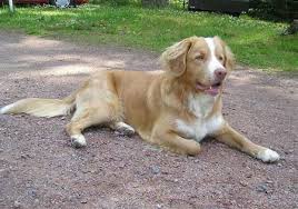 It's a trick used by the fox and when hunters saw how. Hunderassen Nova Scotia Duck Tolling Retriever Nova Scotia Retriever Toller