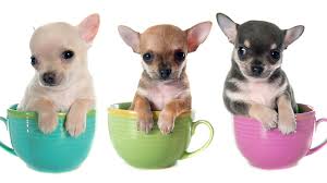 Wir haben die süßesten, frechsten und knuddeligsten welpen für dich ausgesucht! Teacup Hunde Mini Mode Hunde Sind Tierqualerei Br Wissen