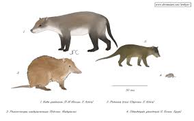 Image result for Arthropteris anniana