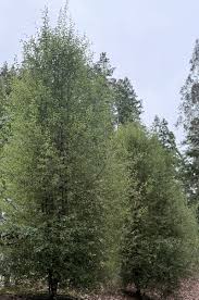 Image result for Neoholstia tenuifolia