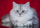 British Shorthair For Sale in California - Hoobly Classifieds