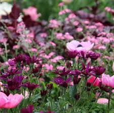 Petra Pelz On Instagram Pericallis Senettii Ein Schonerer Fruhbluher Zusammen Mit Vergissmeinicht Und Fruhlingsanemonen Pastell Anemon Plants