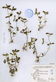 Image result for Spermacoce mauritiana